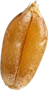 durum wheat grain