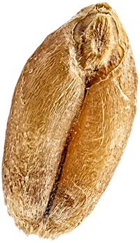 legumes grain